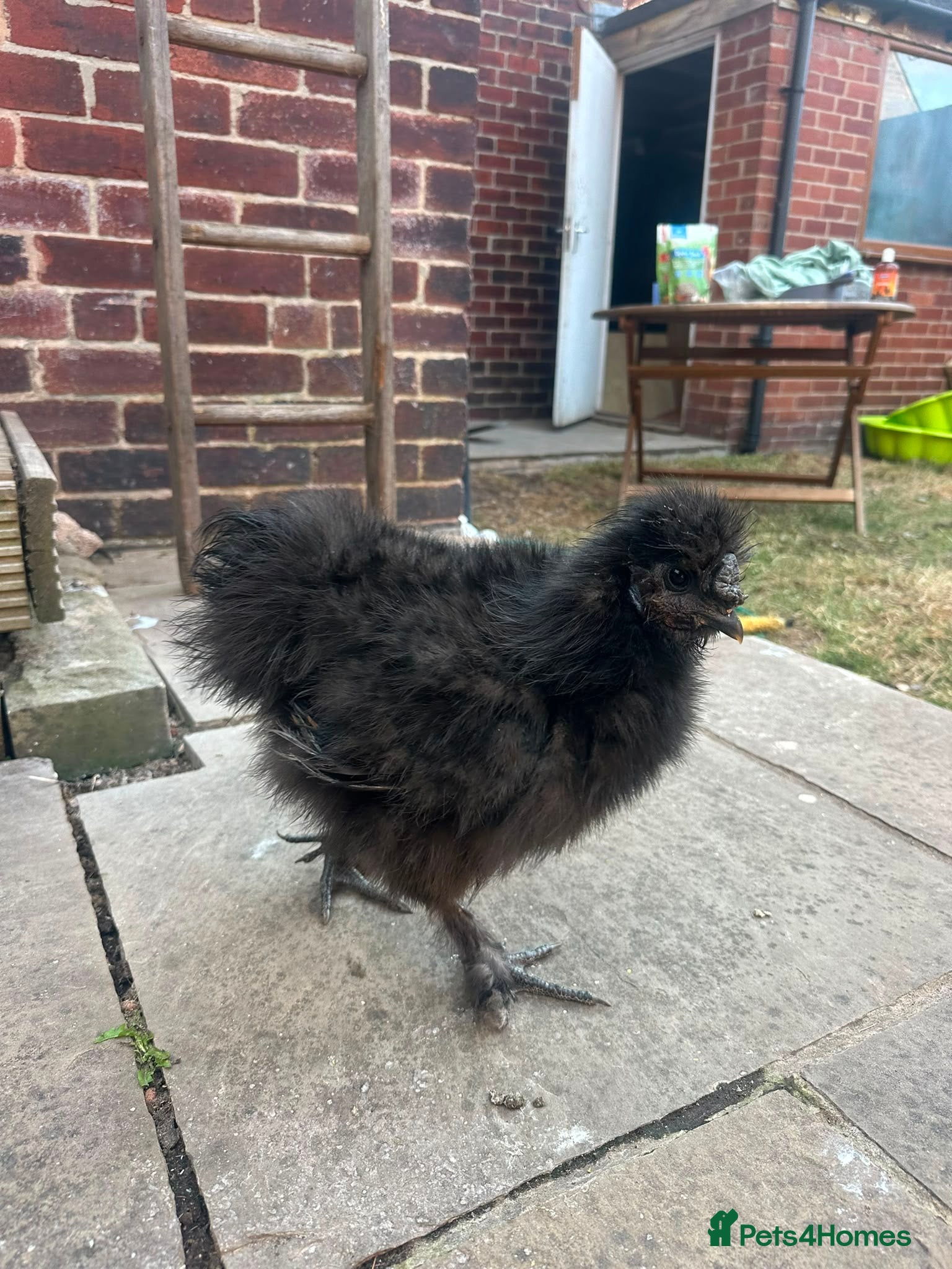 Chickens poultry Silkies - Advert 1