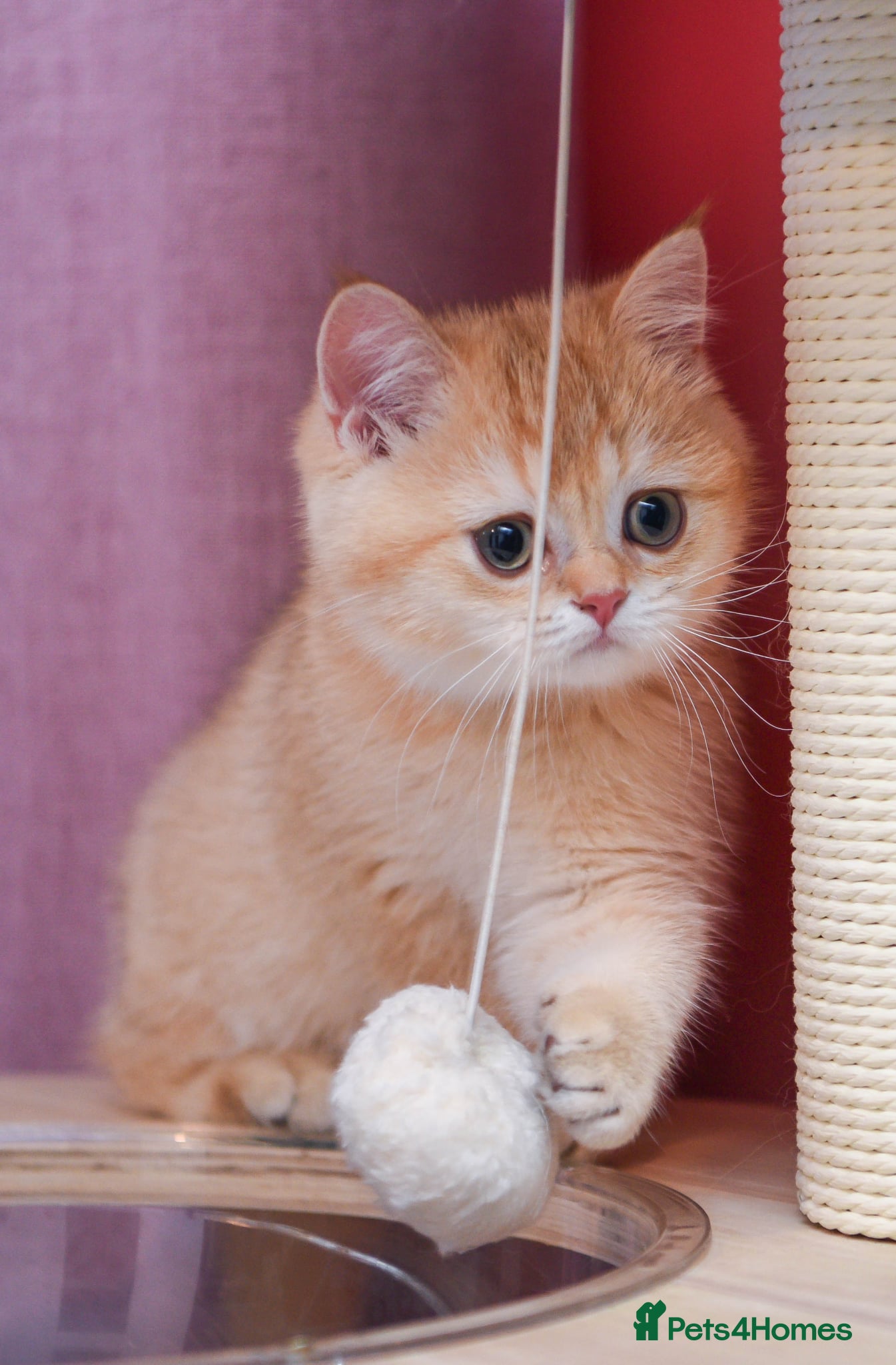 Scottish Fold cats Golden and silver Scottish fold / straight girls  - Advert 1