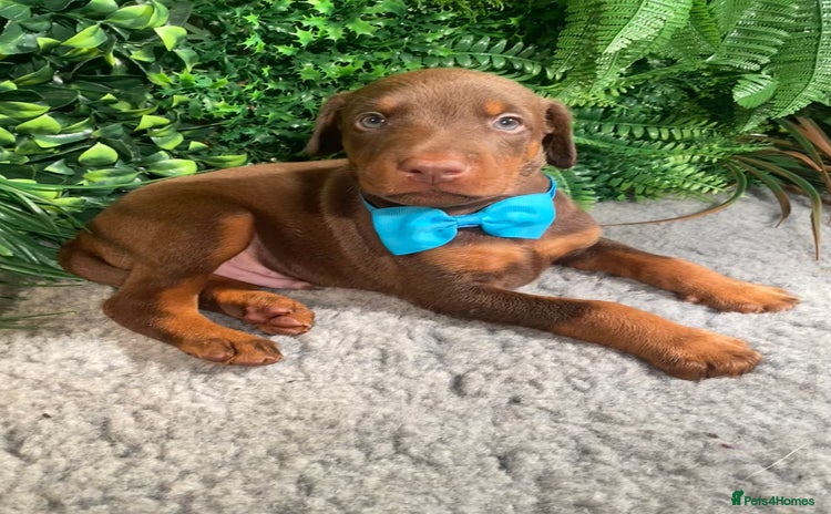 Dobermann dogs - Advert 2