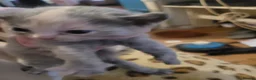 Mixed Breed cats for sale: Beautiful grey kittens  - Advert 7
