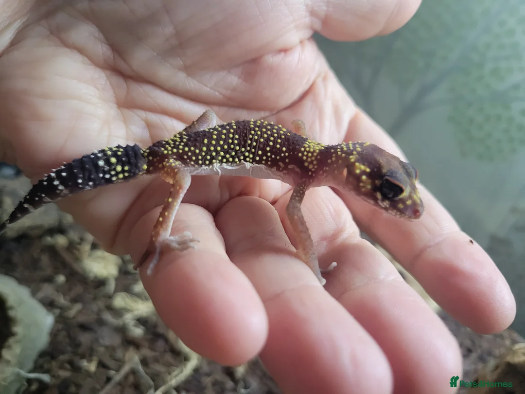 Gecko reptiles for sale: Underwoodisaurus milii - Advert 6