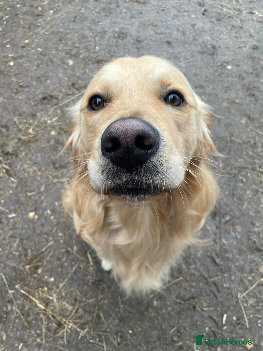 Golden Retriever dogs for stud: MAC DREAMER - Advert 4