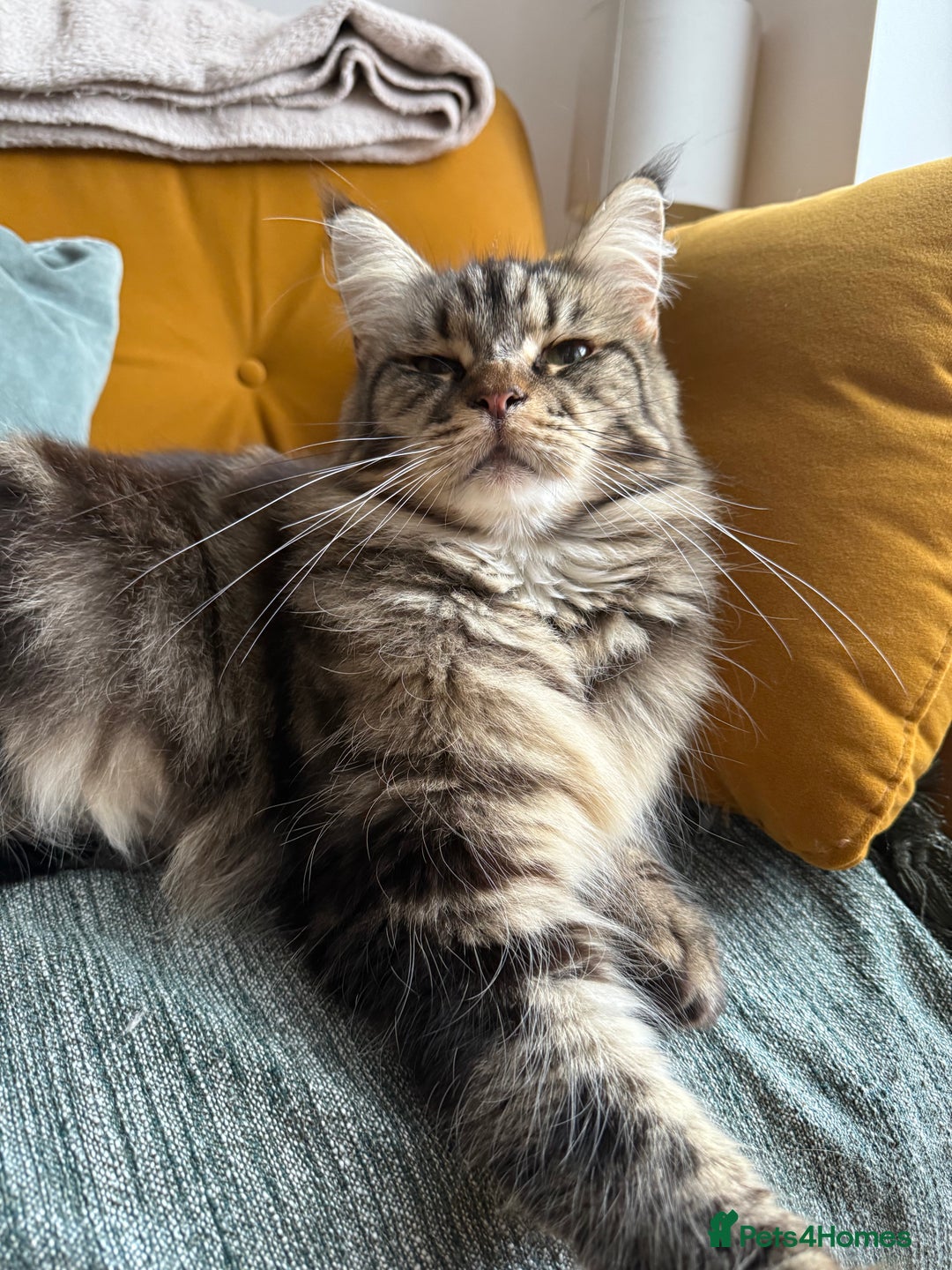 Maine Coon cats for sale: American Maine Coon Girl for sale! - Image 3