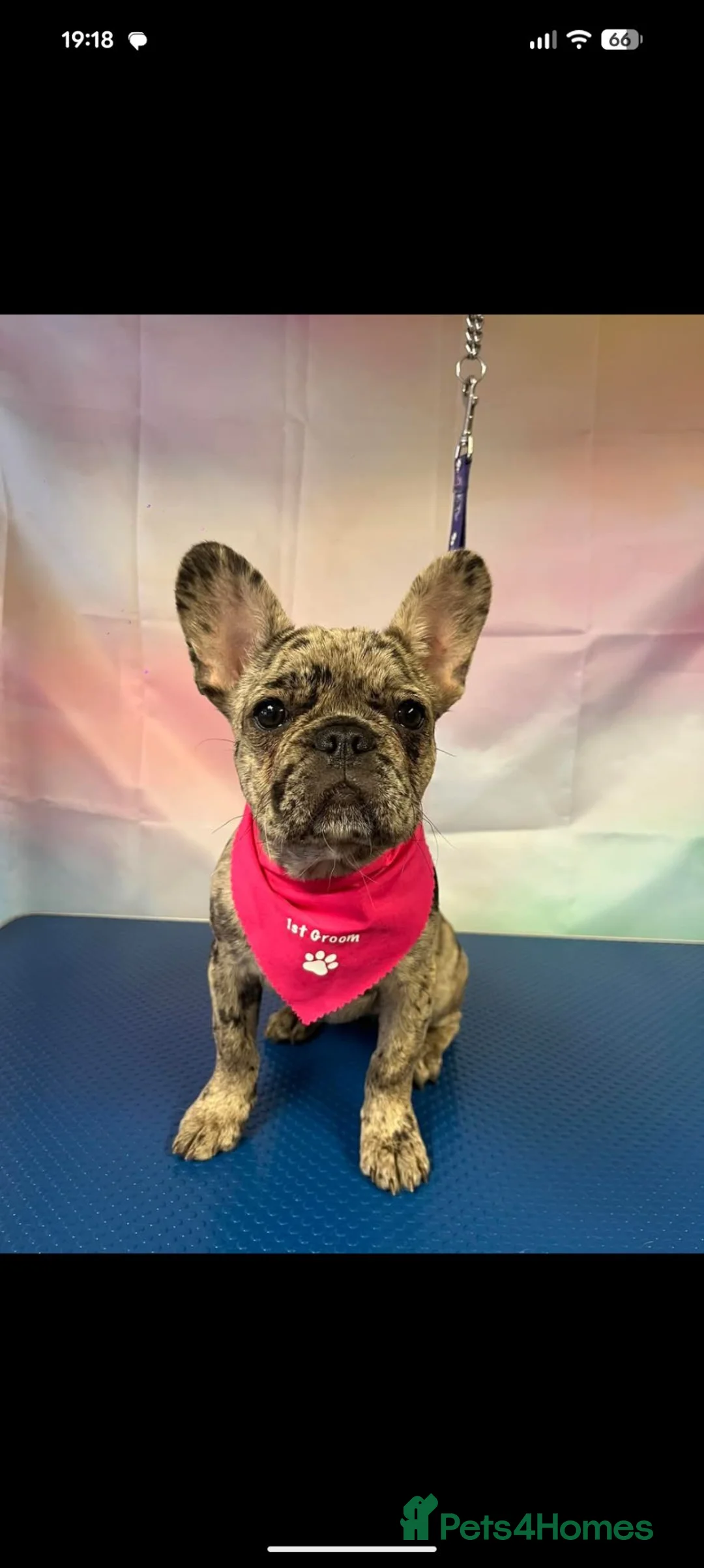 French Bulldog dogs for sale: French bulldog  - Advert 7