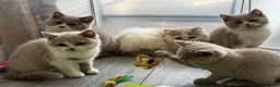 British Shorthair cats for sale: Beautiful British Shorthair Registered Kittens - Advert 6