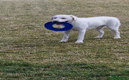 Labrador Retriever dogs for sale: White Labrador - Image 4