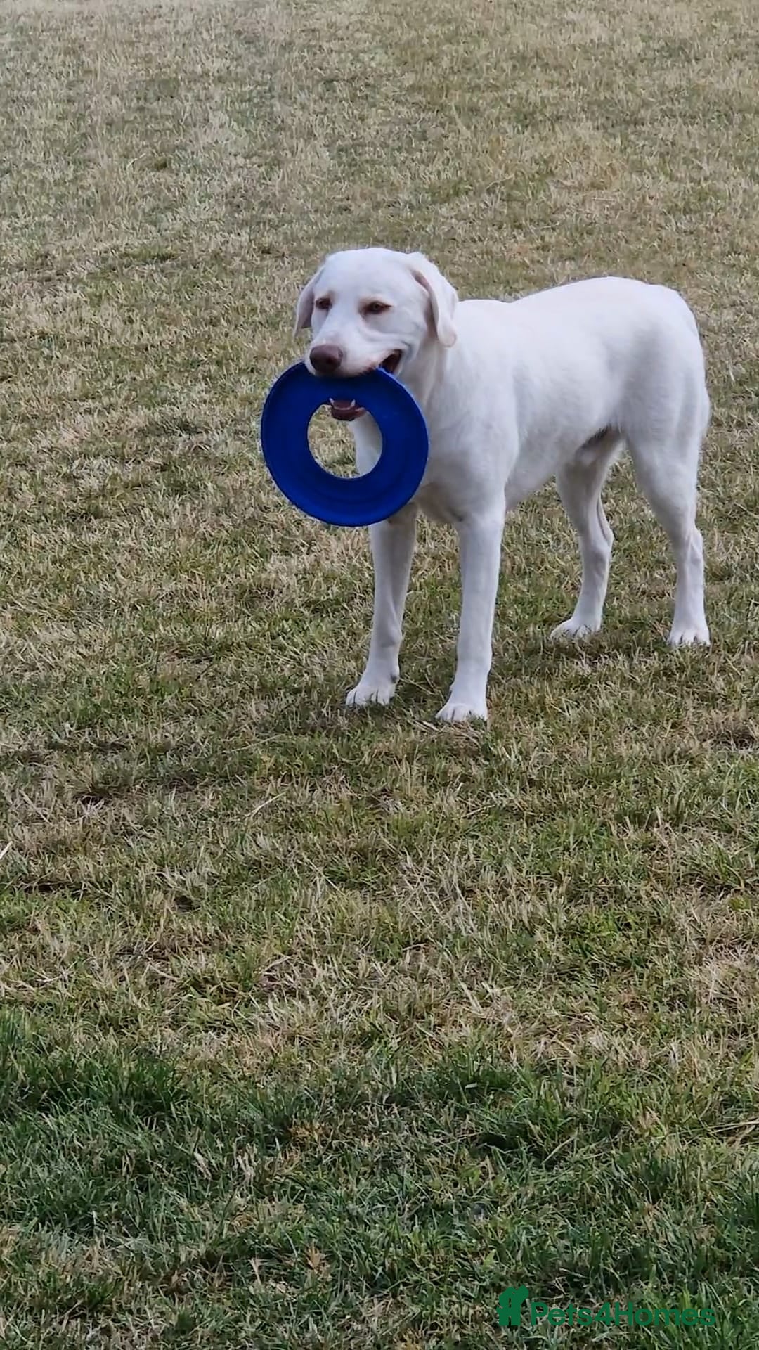 Labrador Retriever dogs for sale: White Labrador - Image 4