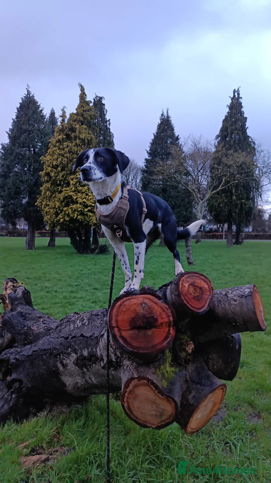 Mixed Breed dogs for adoption: Poppadom - Collie X Spaniel  in Newport - Advert 2