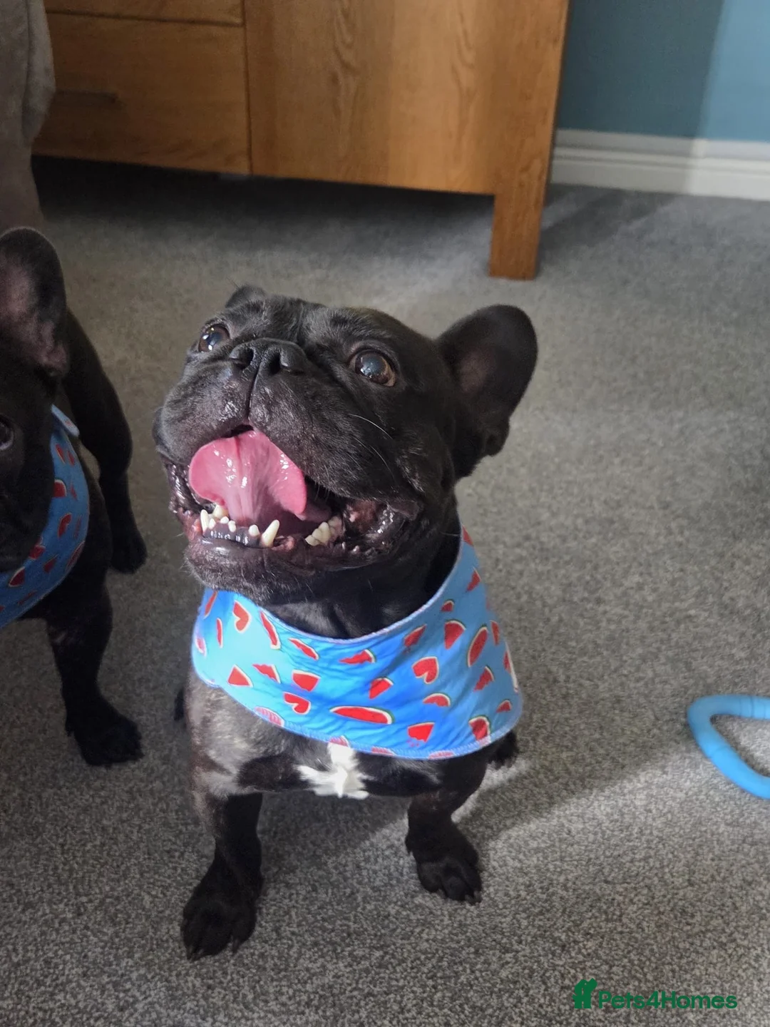 French Bulldog dogs for sale: 3 yr old male frenchie - Advert 2