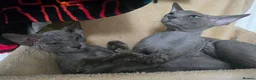 Sphynx cats for sale: Elegant Grey Velvet Boys  - Advert 4