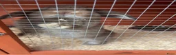 Mini Lop rabbits for sale: Mini Lop Bunny  in Houghton le Spring - Advert 8