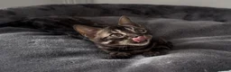 Bengal cats for sale: Exceptional kittens in silver, brown and charcoal - Advert 22