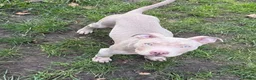 American Bully dogs for stud: 16 months old American Bully ready for stud in London - Advert 7