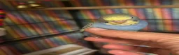 Budgerigars birds for sale: Baby Budgies’s for sale  - Advert 6