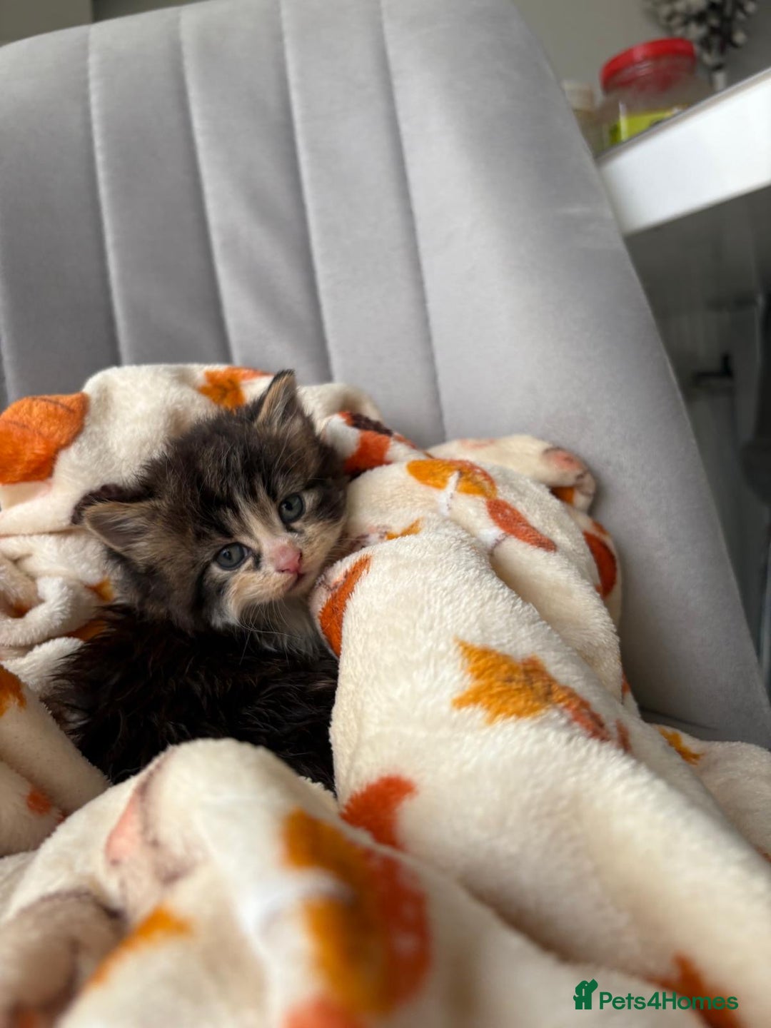 Mixed Breed cats for sale: 4 playful and funny kittens - Advert 7