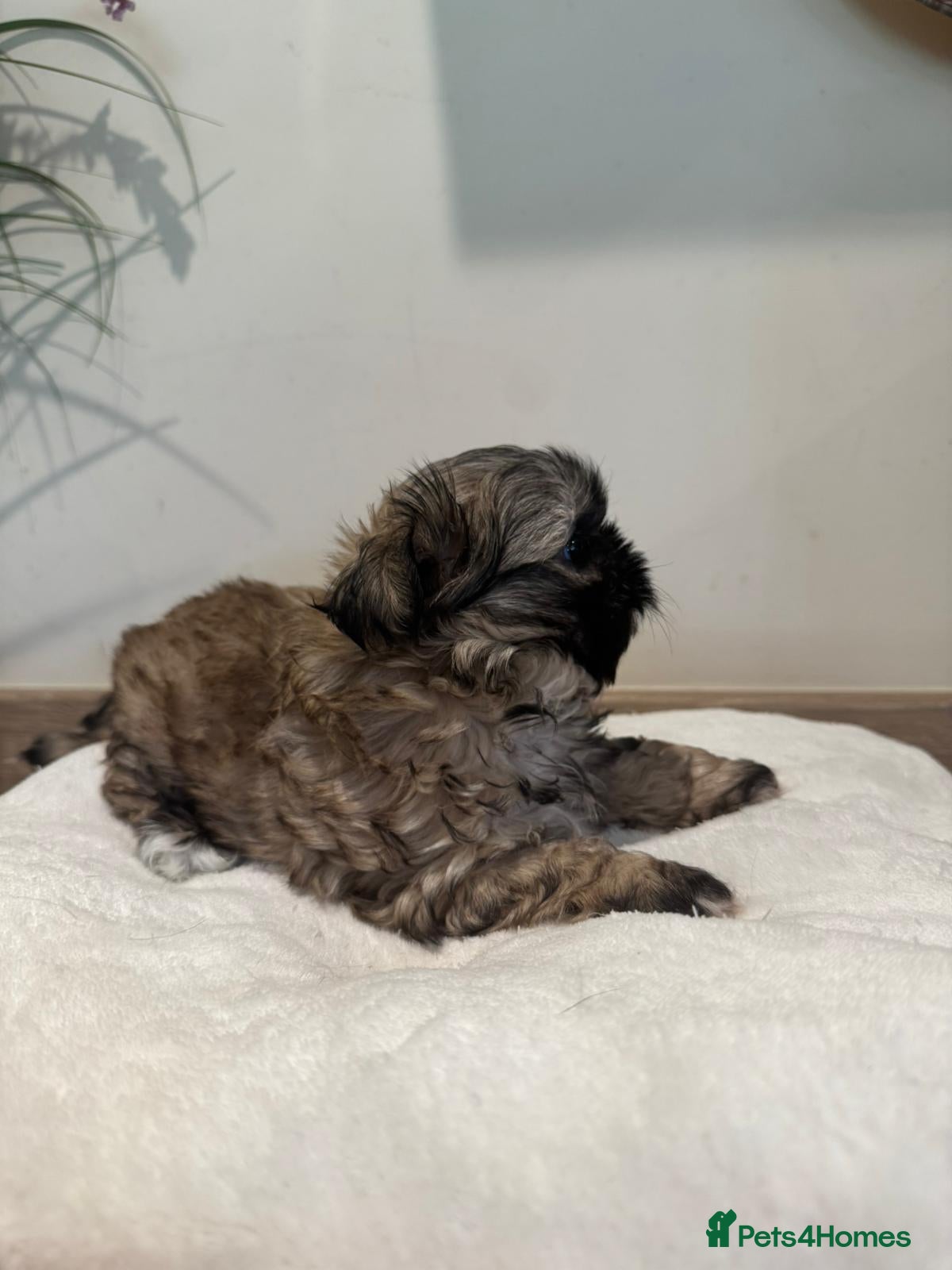 Shih Tzu dogs Beautiful Karashishi Shihtzus  - Advert 2