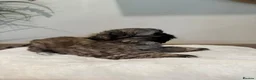 Shih Tzu dogs for sale: Beautiful Karashishi Shihtzus  - Advert 2