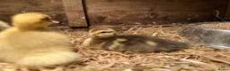 Ducks poultry for sale: Muscovy ducklings  - Advert 3