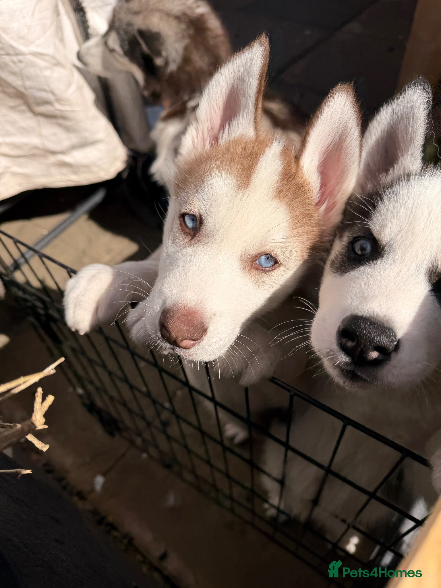 Siberian Husky dogs Siberian Husky puppies  - Advert 1