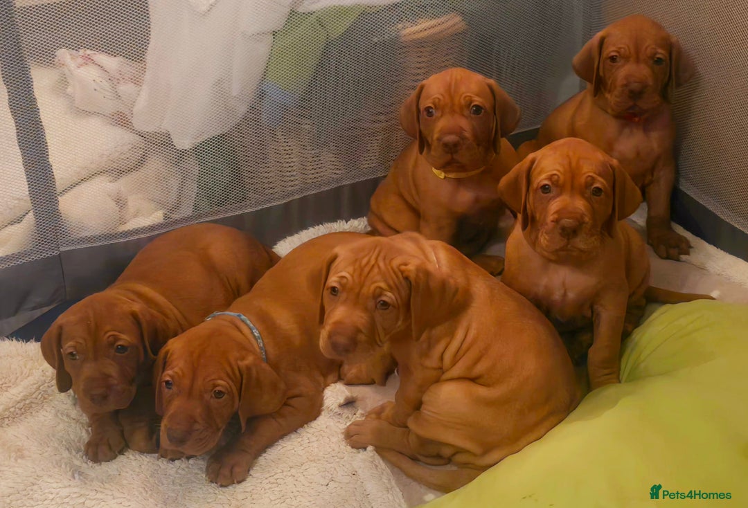 Hungarian Vizsla dogs for sale: Adorable vizsla puppies, exceptional pedigree - Image 30