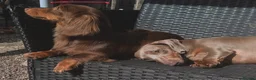 Miniature Dachshund dogs for sale: Male dachshund Isabella & tan Miniture  - Advert 5