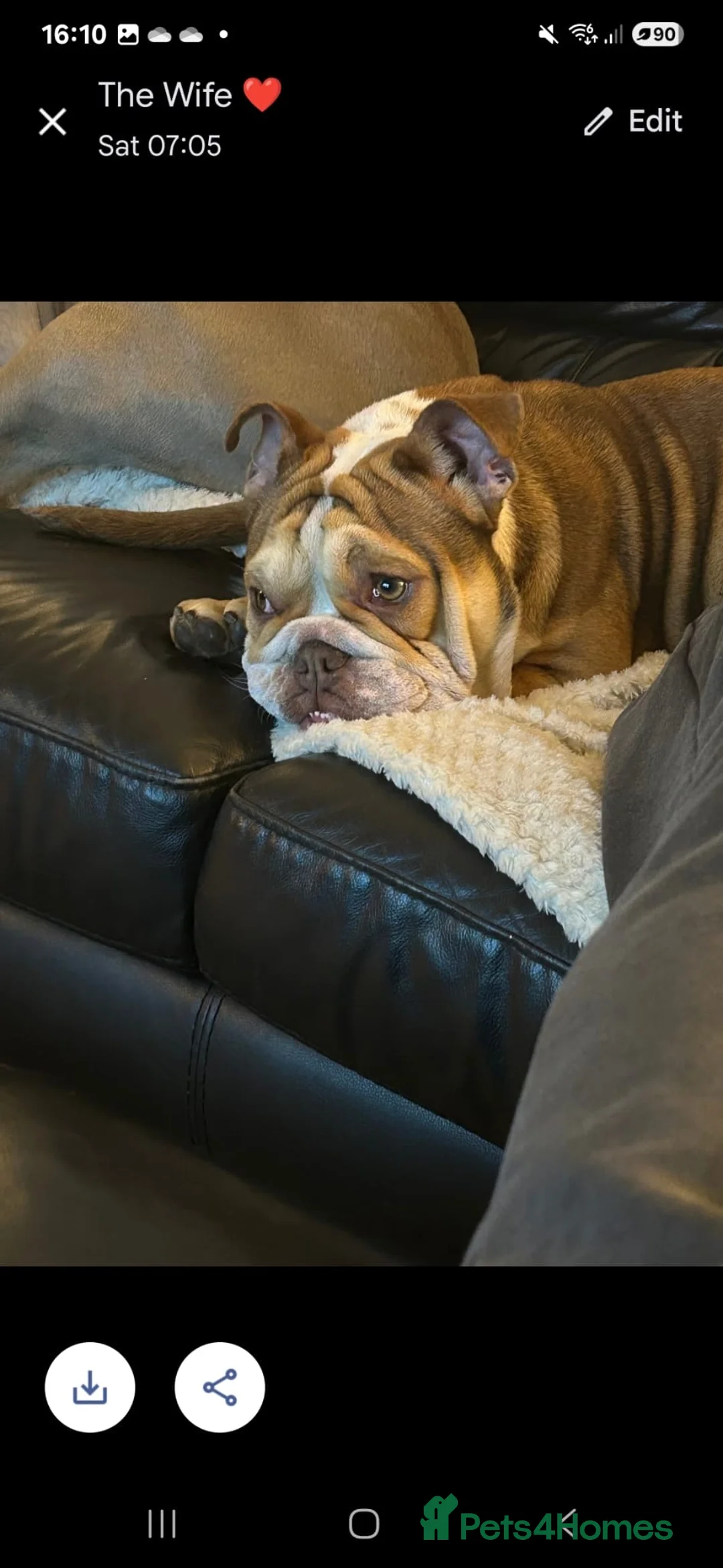 English Bulldog dogs for sale: English bulldog looking for her forever home  - Advert 5