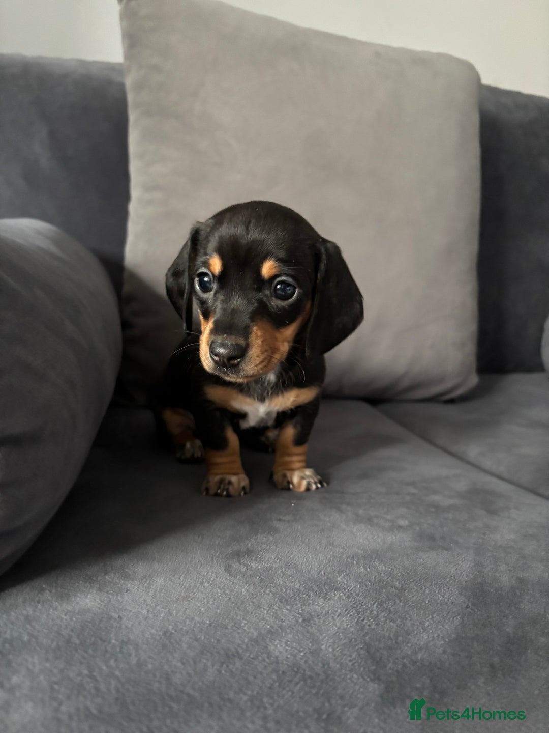 Dachshund dogs for sale: 🎅beautiful dachshund puppies🎅 - Advert 14