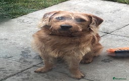 Labradoodle dogs for sale: Beautiful Ezra - Advert 3