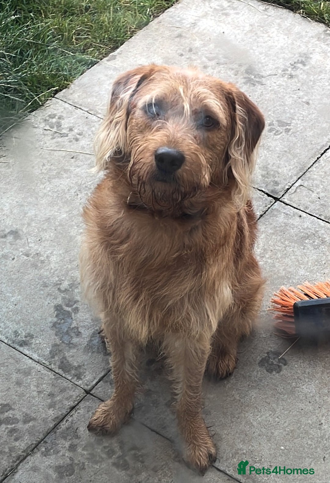 Labradoodle dogs for sale: Beautiful Ezra - Advert 3