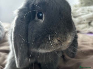 Mini Lop rabbits Mini loop - Advert 1