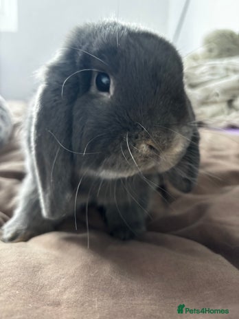 Mini Lop rabbits Mini loop - Advert 2