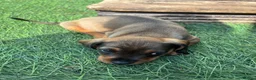 Mixed Breed dogs for sale: DASHALIER PUPPIES Cavalier X dachshund in Saffron Walden - Advert 18