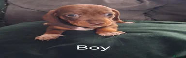 Miniature Dachshund 2