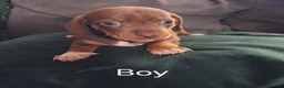 Miniature Dachshund dogs for sale: Miniture Daushund Puppies - Advert 4