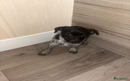 Jack Russell dogs for sale: 3 beautiful puppy’s  - Image 1