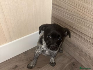 Jack Russell dogs - Advert 22