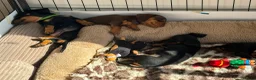 Miniature Dachshund dogs for sale: Gorgeous KC reg miniature dachshund puppies  - Advert 21