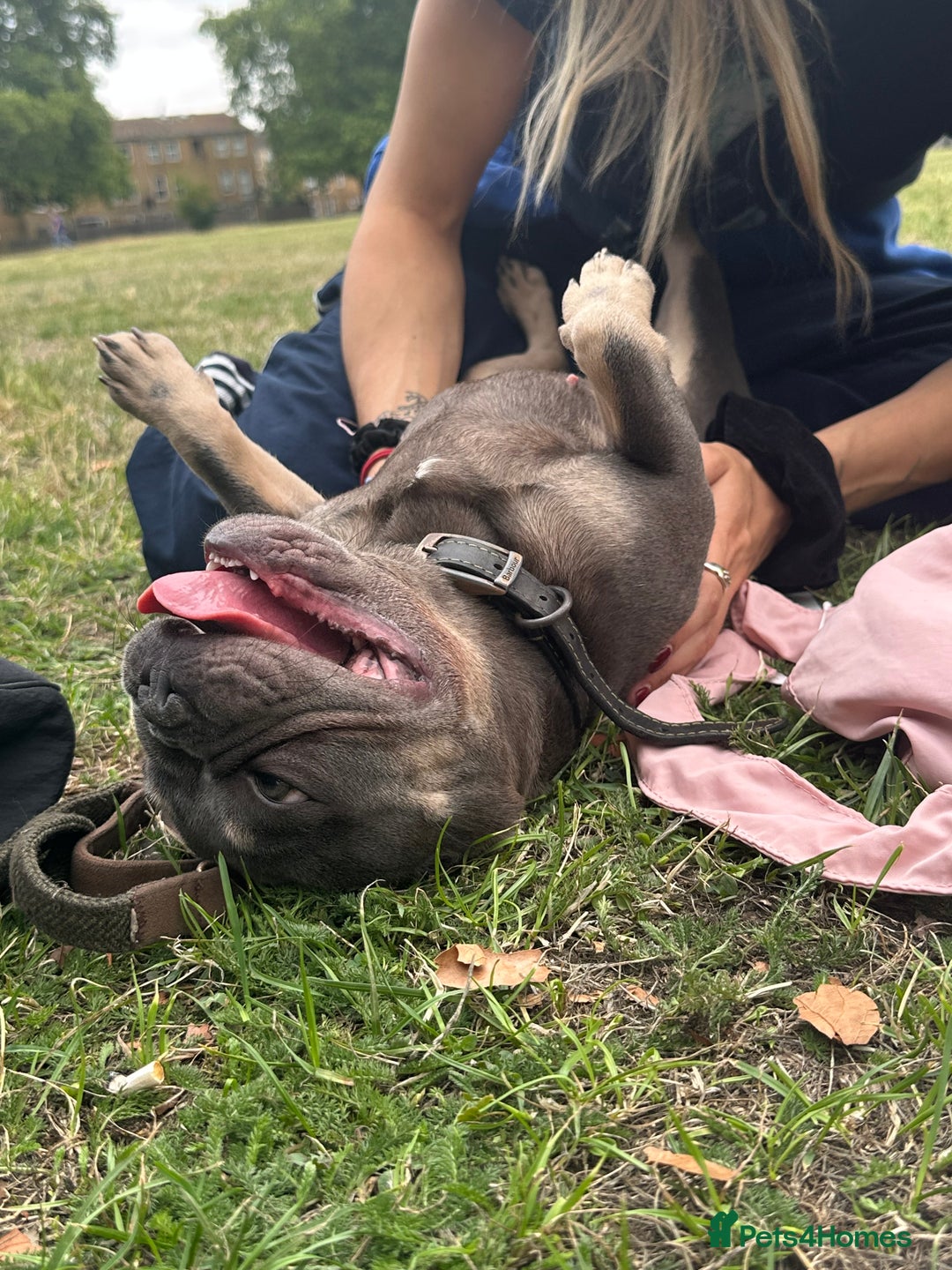 French Bulldog dogs for sale: Misty - Image 2