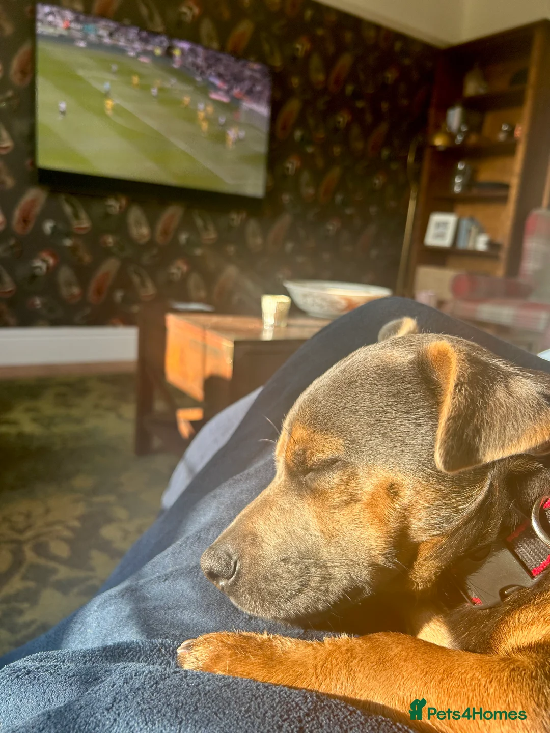 Jack Russell dogs for stud: Jack Russell Stud Blue & Tan in Hailsham - Advert 3