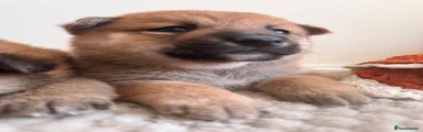 Japanese Shiba Inu 4