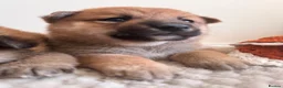 Japanese Shiba Inu dogs for sale: Health tested champion bloodline small size Shiba  - Advert 21