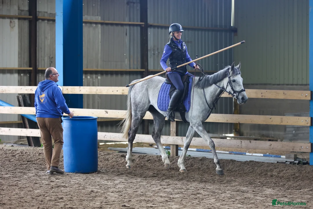 English Thoroughbred horses for sale: Mouse 9yo,16.2hh Dapple Grey Thoroughbred Gelding  - Advert 2