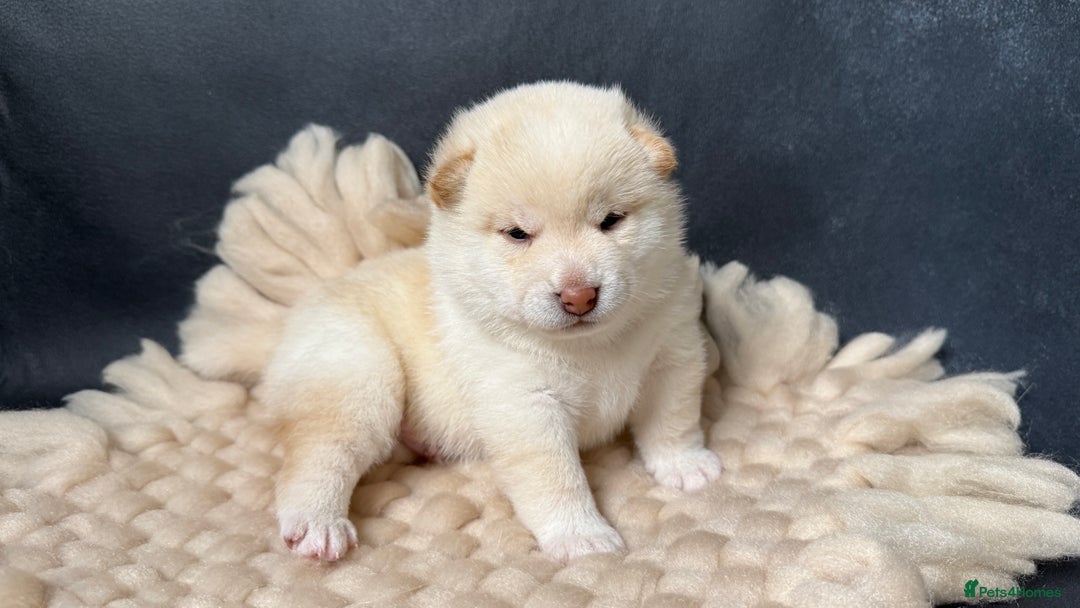Japanese Shiba Inu dogs for sale: Beautiful Cream Shiba Inu boy for sale  - Image 39