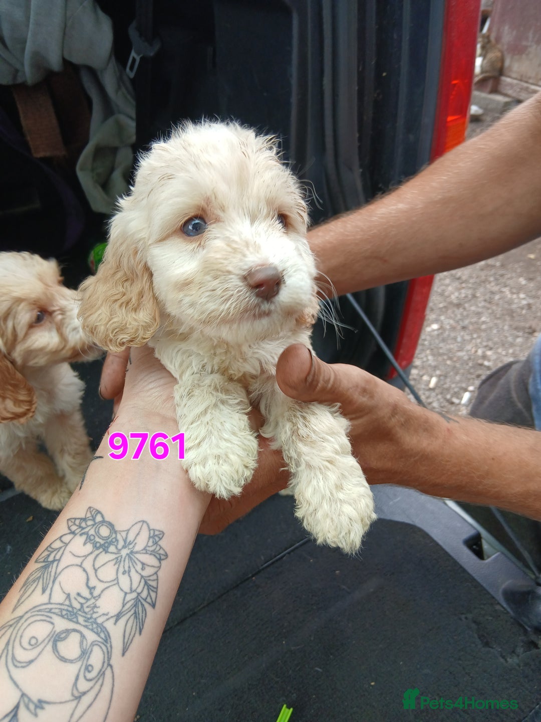 Cockapoo dogs for sale: Beautiful cockerpoo puppies  - Image 9