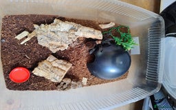 Spiders invertebrates for sale: Mexican Golden Red Rump Tarantula for Sale - Image 5