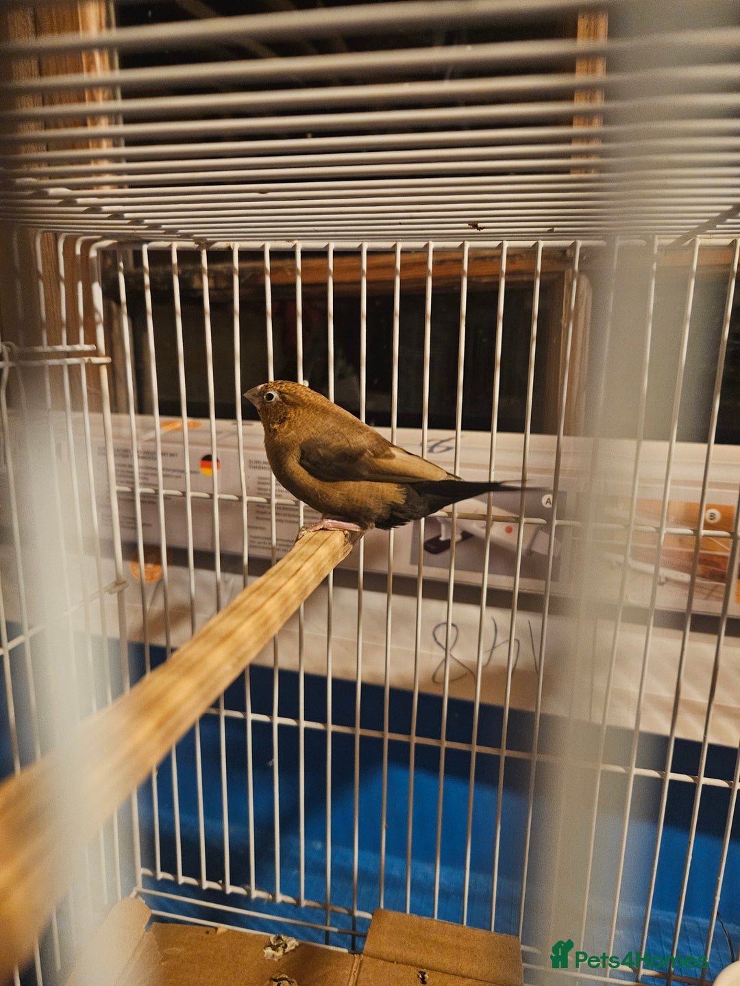 Finches birds for sale: Goldfinches, Bengalese finches & Zebra Finches - Advert 14