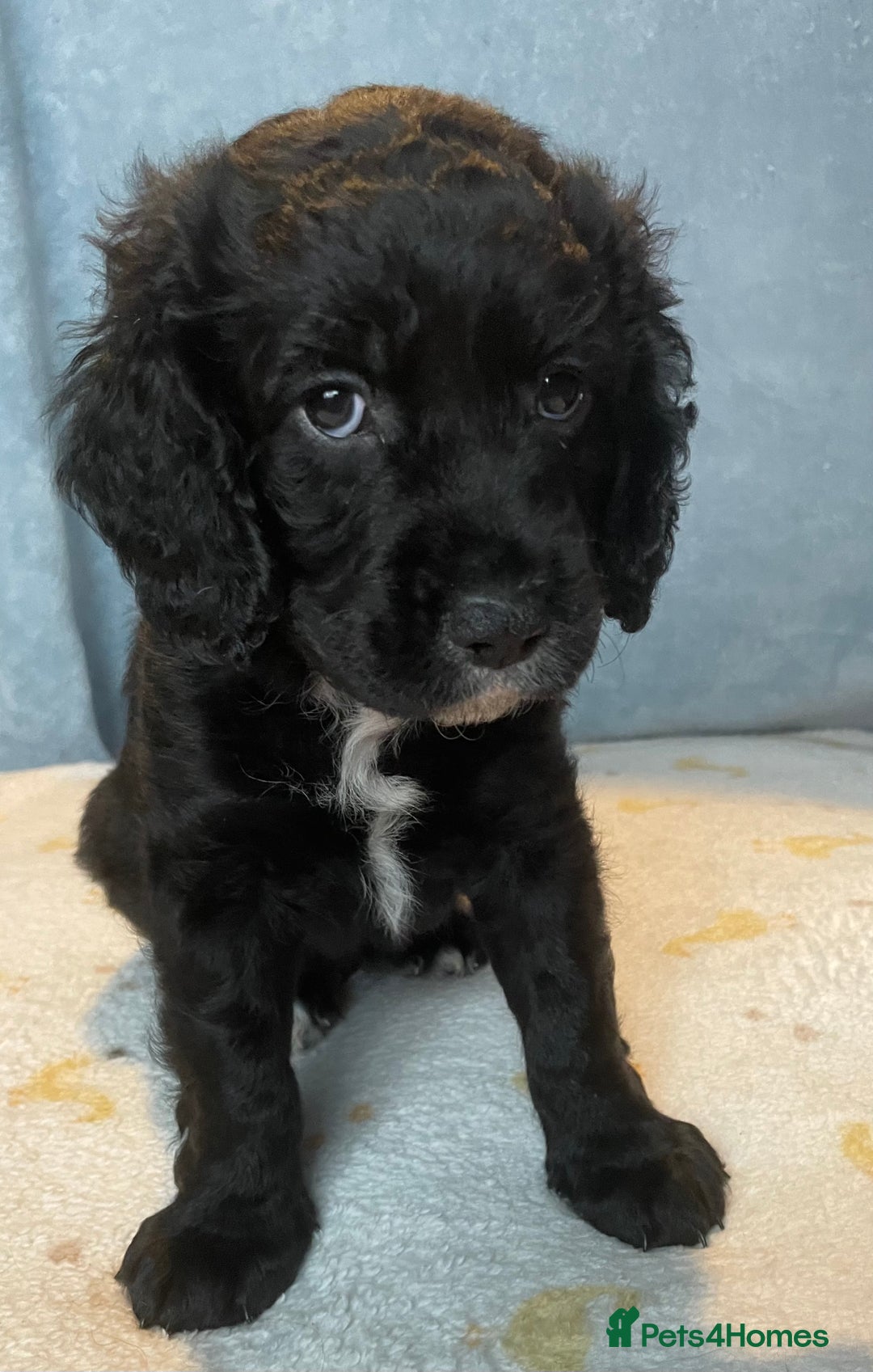 Mixed Breed dogs for sale: Cocker Spaniel cross Cavapoo Pups - Image 10