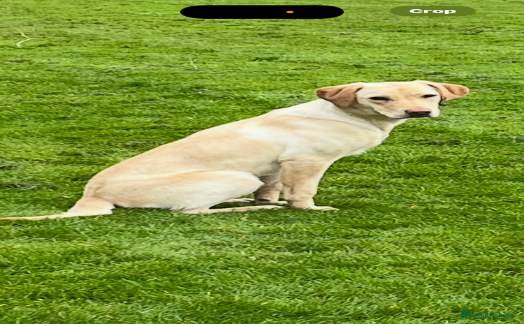 Labrador Retriever dogs Black labrador puppys - Advert 1