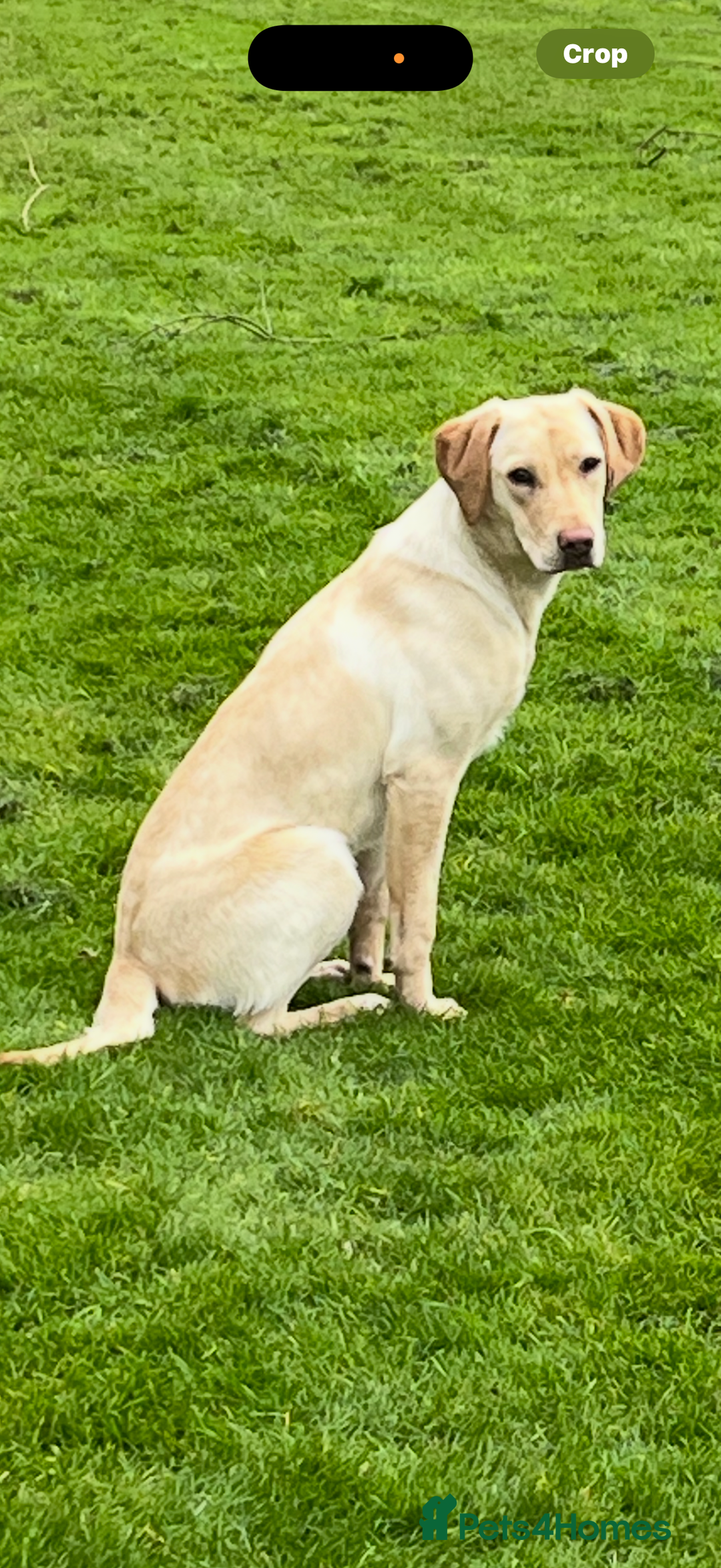 Labrador Retriever dogs for sale: Black labrador puppys - Advert 1