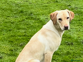 Labrador Retriever dogs for sale: Black labrador puppys - Advert 1